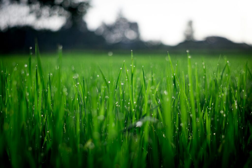 pexels photo 212324 212324 Close-up of lush green grass covered with morning dew in a rural field.